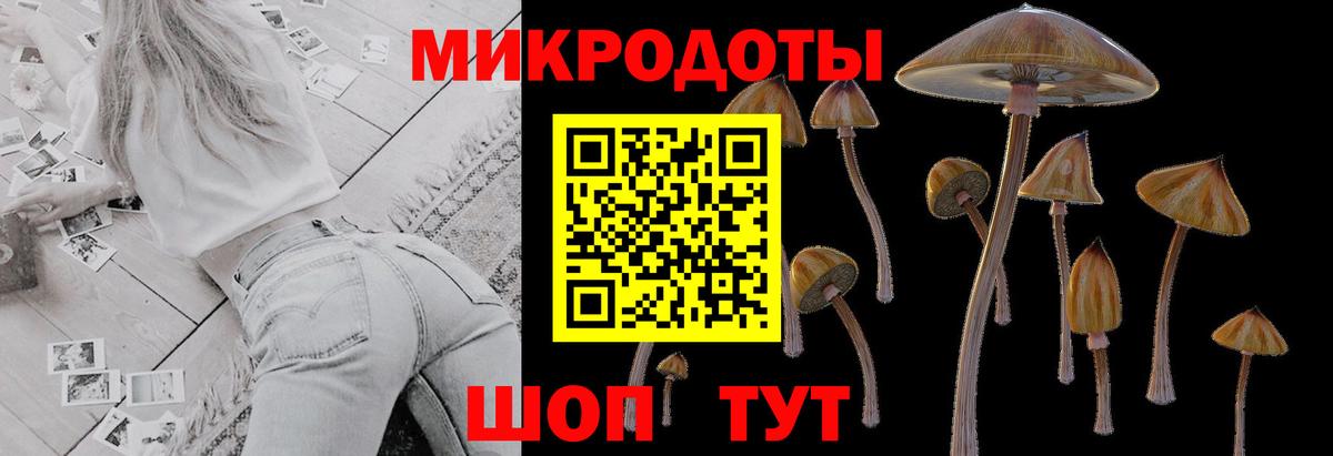 Галлюциногенные грибы Psilocybe Буйнакск